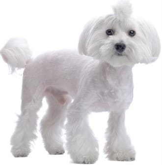 maltese teddy bear cut